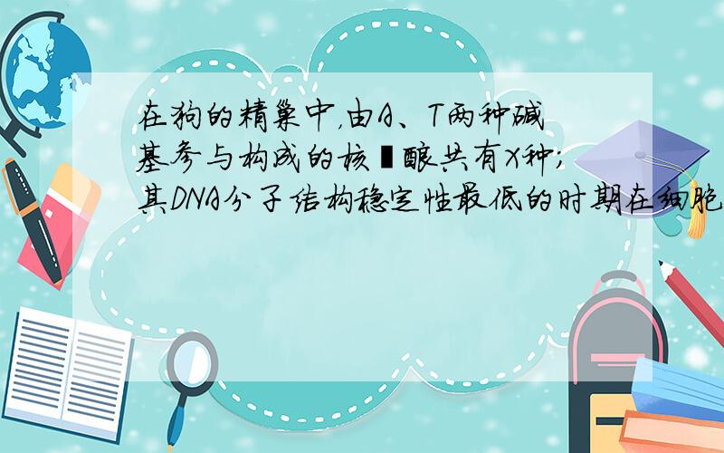 在狗的精巢中，由A、T两种碱基参与构成的核苷酸共有X种；其DNA分子结构稳定性最低的时期在细胞周期的Y期；DNA复制出2