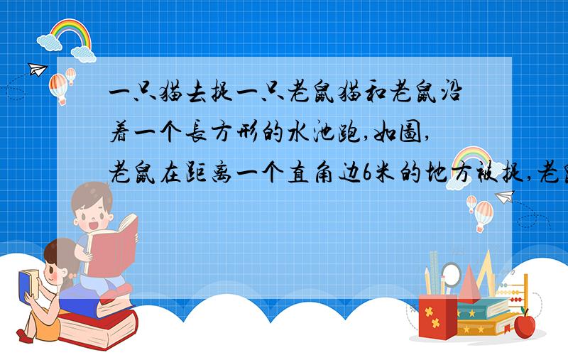 一只猫去捉一只老鼠猫和老鼠沿着一个长方形的水池跑,如图,老鼠在距离一个直角边6米的地方被捉,老鼠的速度是猫的十四分之十一