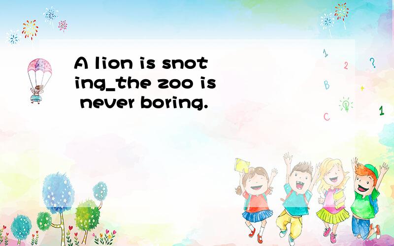 A lion is snoting_the zoo is never boring.