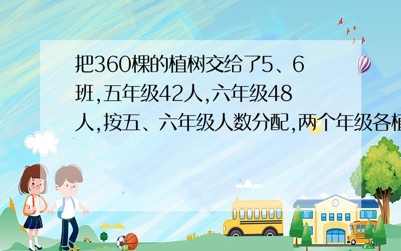 把360棵的植树交给了5、6班,五年级42人,六年级48人,按五、六年级人数分配,两个年级各植树多少,小学解