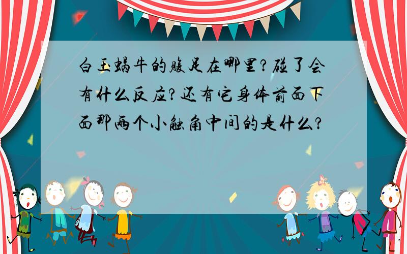 白玉蜗牛的腹足在哪里?碰了会有什么反应?还有它身体前面下面那两个小触角中间的是什么?