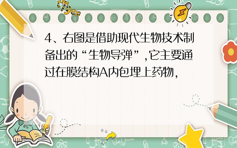 4、右图是借助现代生物技术制备出的“生物导弹”,它主要通过在膜结构A内包埋上药物,