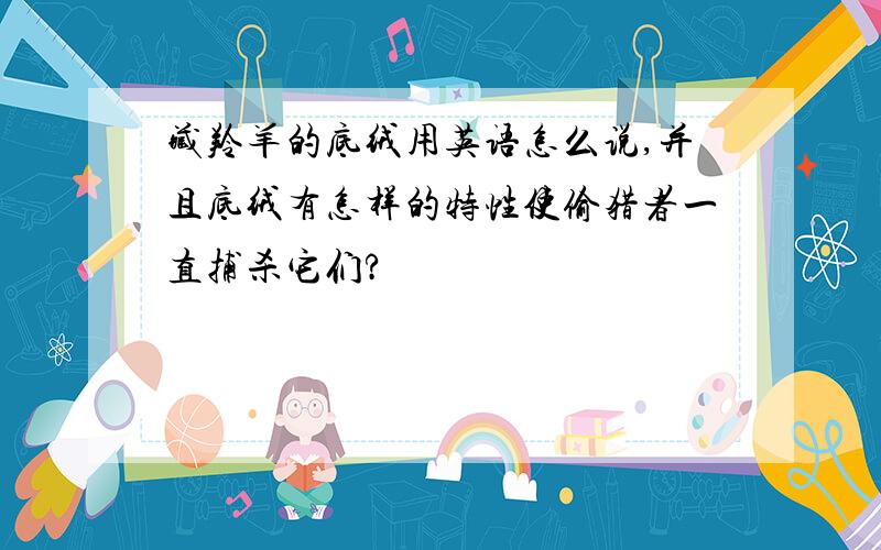 藏羚羊的底绒用英语怎么说,并且底绒有怎样的特性使偷猎者一直捕杀它们?