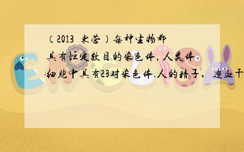 （2013•东营）每种生物都具有恒定数目的染色体，人类体细胞中具有23对染色体．人的精子、造血干细胞、卵细胞、肌细胞中染