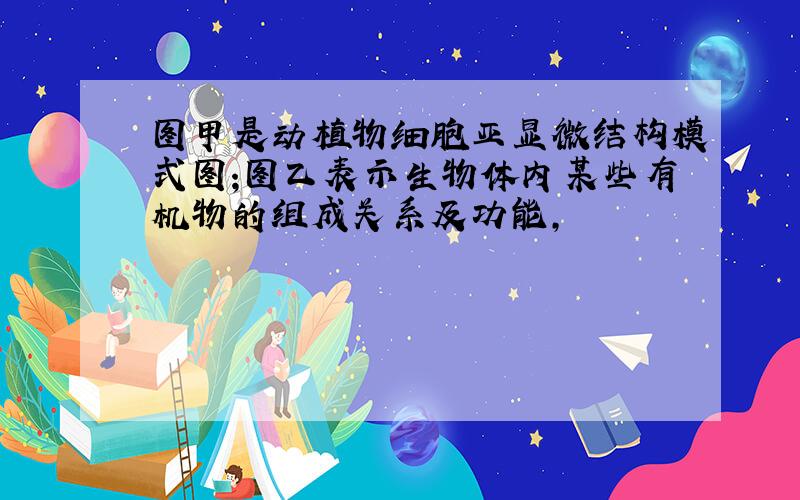 图甲是动植物细胞亚显微结构模式图;图乙表示生物体内某些有机物的组成关系及功能,