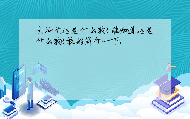 大神们这是什么狗?谁知道这是什么狗?最好简介一下,