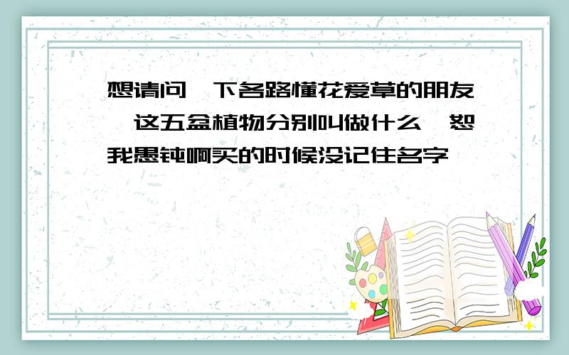 想请问一下各路懂花爱草的朋友,这五盆植物分别叫做什么,恕我愚钝啊买的时候没记住名字