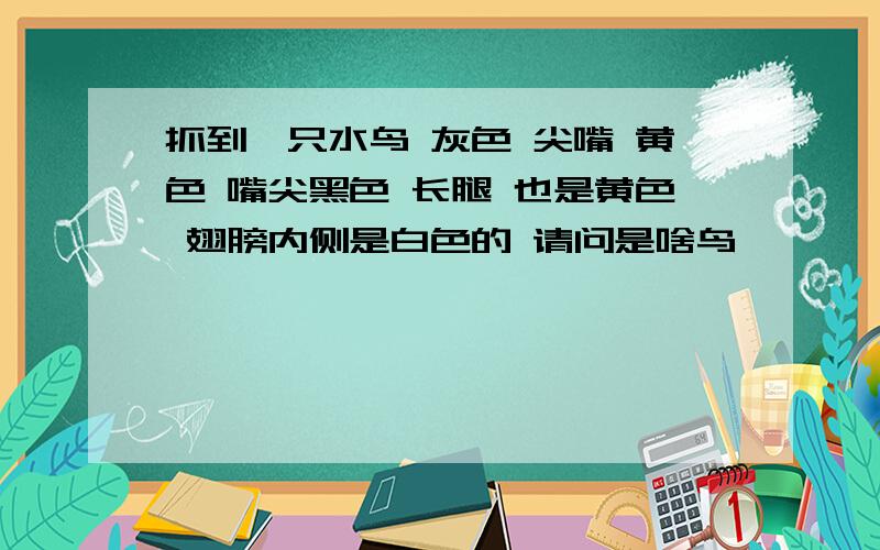 抓到一只水鸟 灰色 尖嘴 黄色 嘴尖黑色 长腿 也是黄色 翅膀内侧是白色的 请问是啥鸟