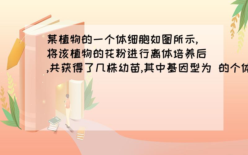 某植物的一个体细胞如图所示,将该植物的花粉进行离体培养后,共获得了几株幼苗,其中基因型为 的个体约占 （ ）