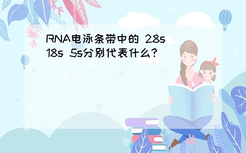 RNA电泳条带中的 28s 18s 5s分别代表什么?