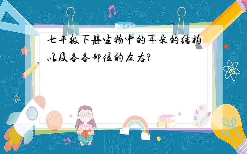 七年级下册生物中的耳朵的结构以及各各部位的左右?