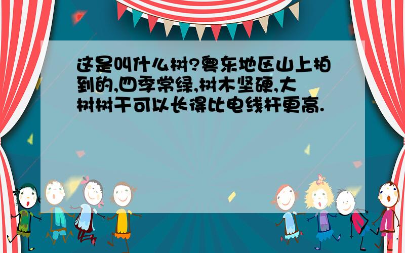 这是叫什么树?粤东地区山上拍到的,四季常绿,树木坚硬,大树树干可以长得比电线杆更高.