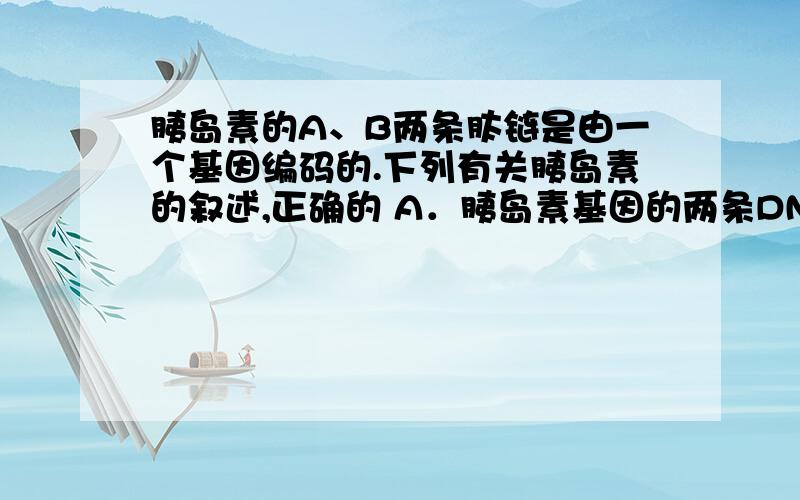 胰岛素的A、B两条肽链是由一个基因编码的.下列有关胰岛素的叙述,正确的 A．胰岛素基因的两条DNA单链分别编码A、B两条