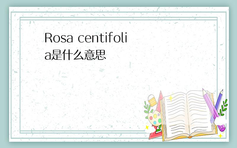 Rosa centifolia是什么意思