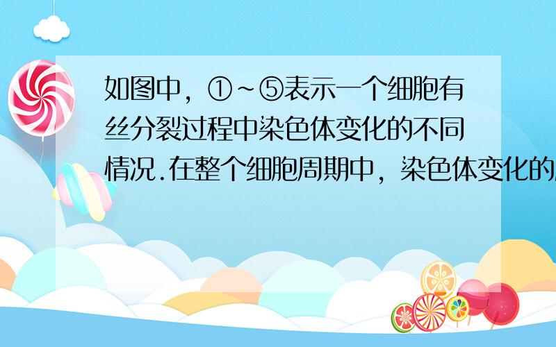 如图中，①～⑤表示一个细胞有丝分裂过程中染色体变化的不同情况.在整个细胞周期中，染色体变化的顺序应该是（　　）