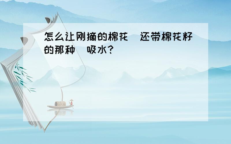 怎么让刚摘的棉花(还带棉花籽的那种)吸水?