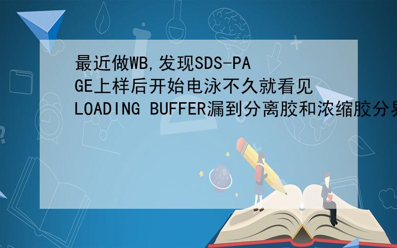 最近做WB,发现SDS-PAGE上样后开始电泳不久就看见LOADING BUFFER漏到分离胶和浓缩胶分界,