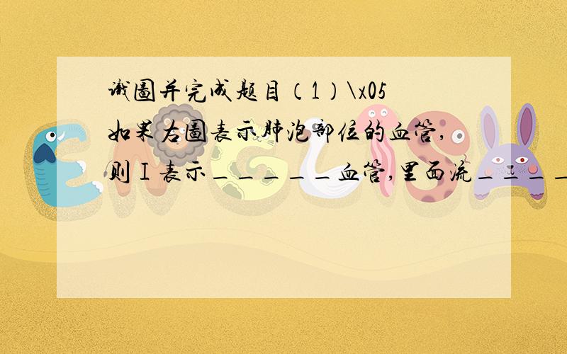 识图并完成题目（1）\x05如果右图表示肺泡部位的血管,则Ⅰ表示_____血管,里面流_____血,Ⅲ表示_____血管