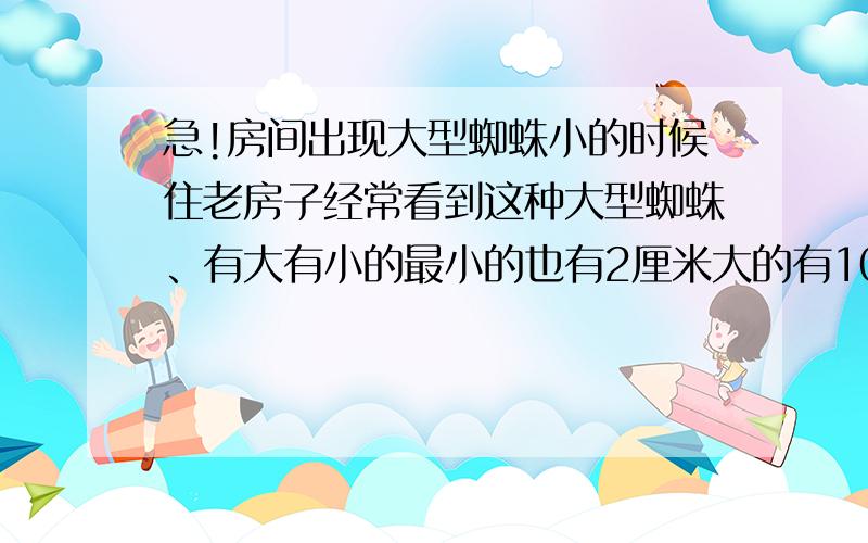 急!房间出现大型蜘蛛小的时候住老房子经常看到这种大型蜘蛛、有大有小的最小的也有2厘米大的有10厘米左右、跑起来很快、看到