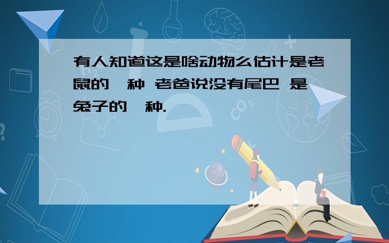 有人知道这是啥动物么估计是老鼠的一种 老爸说没有尾巴 是兔子的一种.