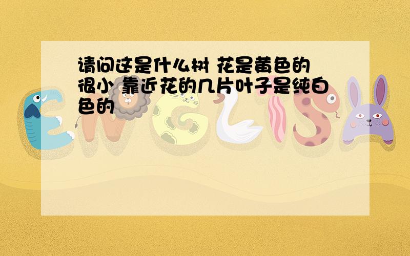 请问这是什么树 花是黄色的 很小 靠近花的几片叶子是纯白色的