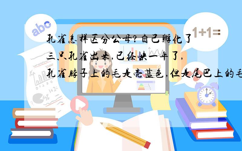 孔雀怎样区分公母?自己孵化了三只孔雀出来,已经快一年了,孔雀脖子上的毛是亮蓝色,但是尾巴上的毛还是小时候的样子,也不知道