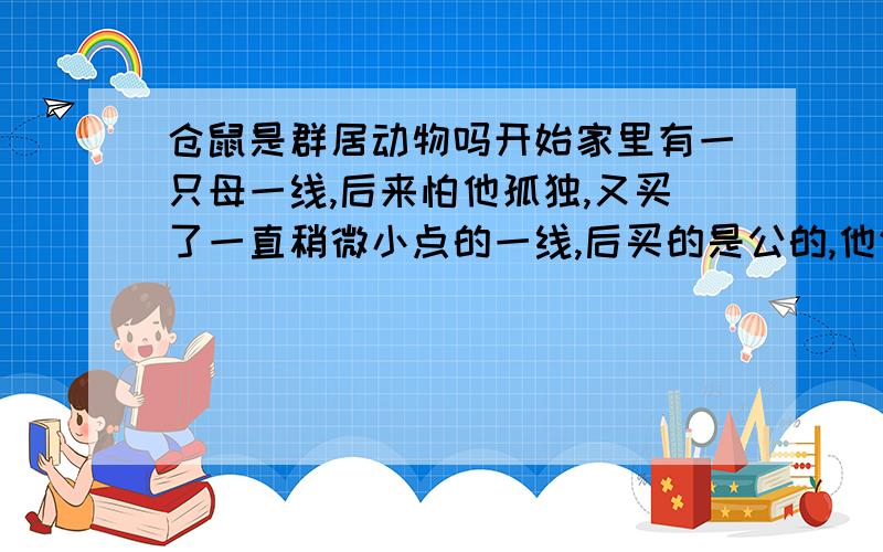 仓鼠是群居动物吗开始家里有一只母一线,后来怕他孤独,又买了一直稍微小点的一线,后买的是公的,他们可不可以合笼