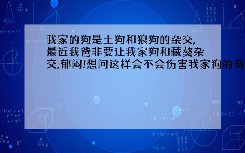 我家的狗是土狗和狼狗的杂交,最近我爸非要让我家狗和藏獒杂交,郁闷!想问这样会不会伤害我家狗的身体?