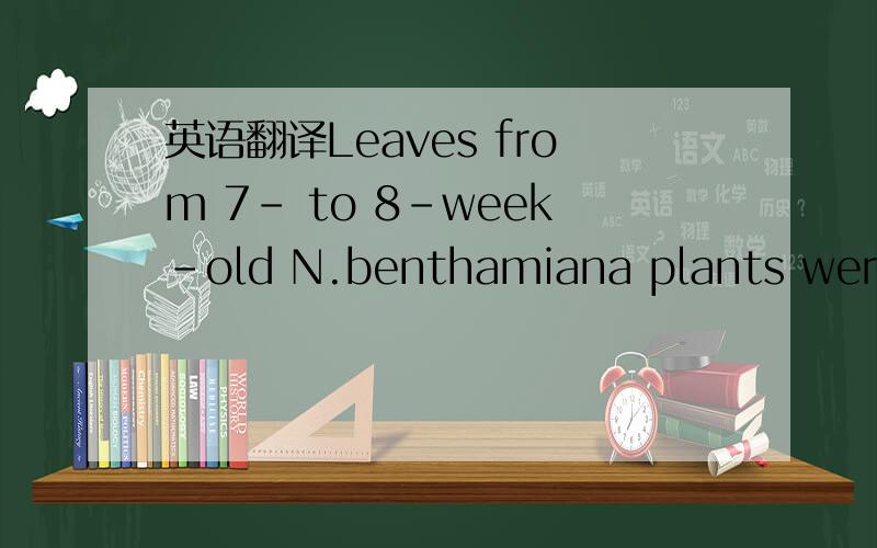 英语翻译Leaves from 7- to 8-week-old N.benthamiana plants were i