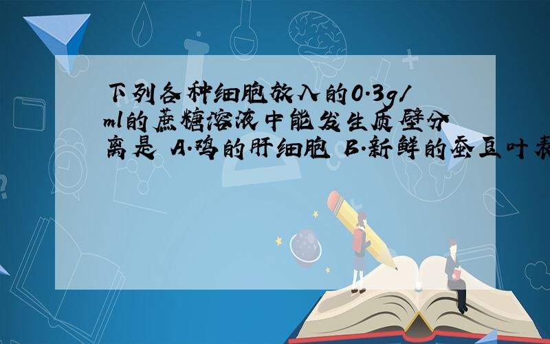 下列各种细胞放入的0.3g/ml的蔗糖溶液中能发生质壁分离是 A.鸡的肝细胞 B.新鲜的蚕豆叶表皮细