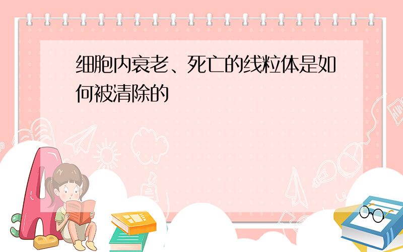 细胞内衰老、死亡的线粒体是如何被清除的