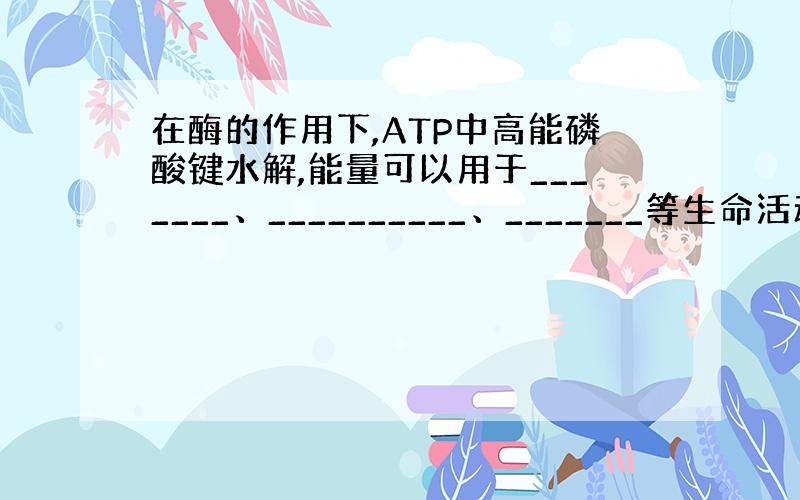 在酶的作用下,ATP中高能磷酸键水解,能量可以用于_______、__________、_______等生命活动