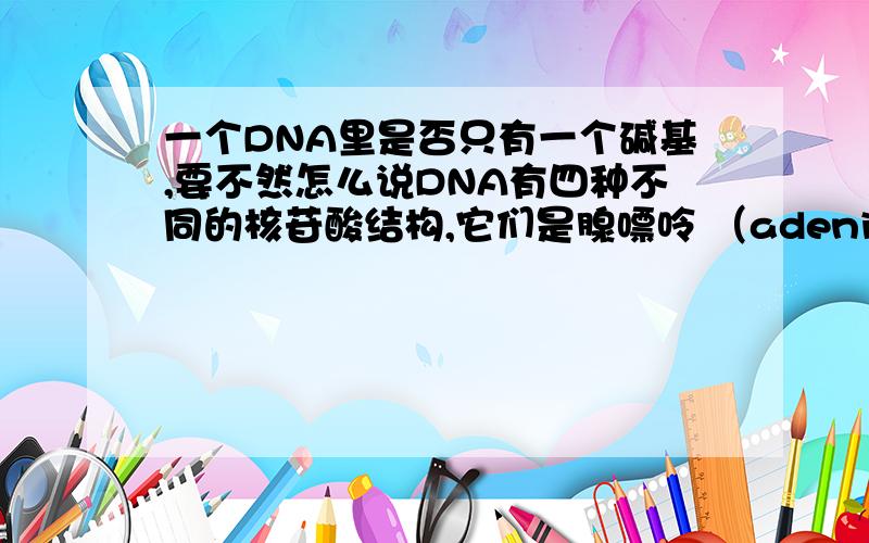 一个DNA里是否只有一个碱基,要不然怎么说DNA有四种不同的核苷酸结构,它们是腺嘌呤 （adenine,缩写为A）,胸腺