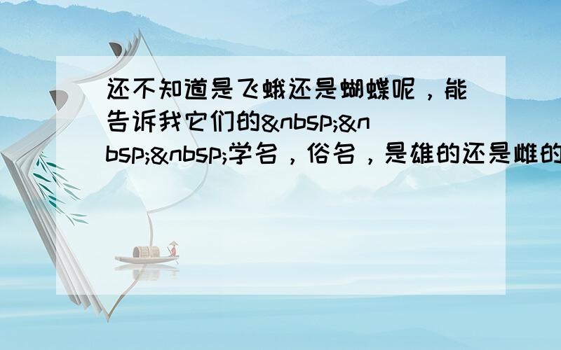 还不知道是飞蛾还是蝴蝶呢，能告诉我它们的   学名，俗名，是雄的还是雌的，标本马上要交上去