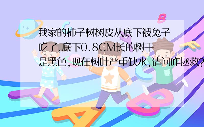 我家的柿子树树皮从底下被兔子吃了,底下0.8CM长的树干是黑色,现在树叶严重缺水,请问咋拯救?