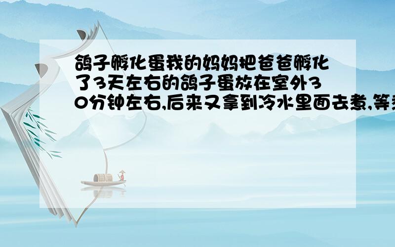 鸽子孵化蛋我的妈妈把爸爸孵化了3天左右的鸽子蛋放在室外30分钟左右,后来又拿到冷水里面去煮,等煮到水有点点温度时,又把鸽