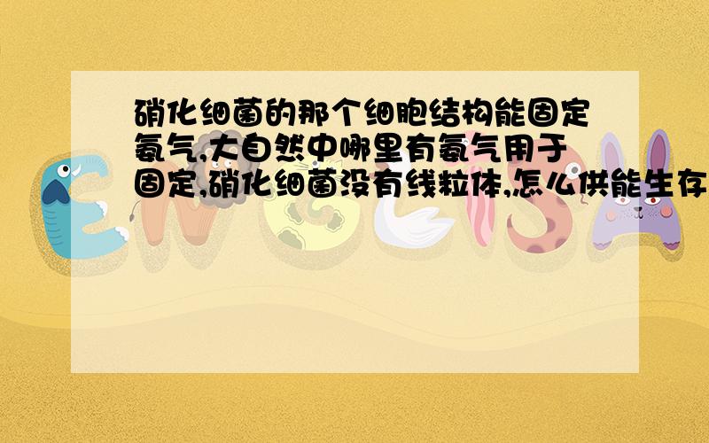 硝化细菌的那个细胞结构能固定氨气,大自然中哪里有氨气用于固定,硝化细菌没有线粒体,怎么供能生存