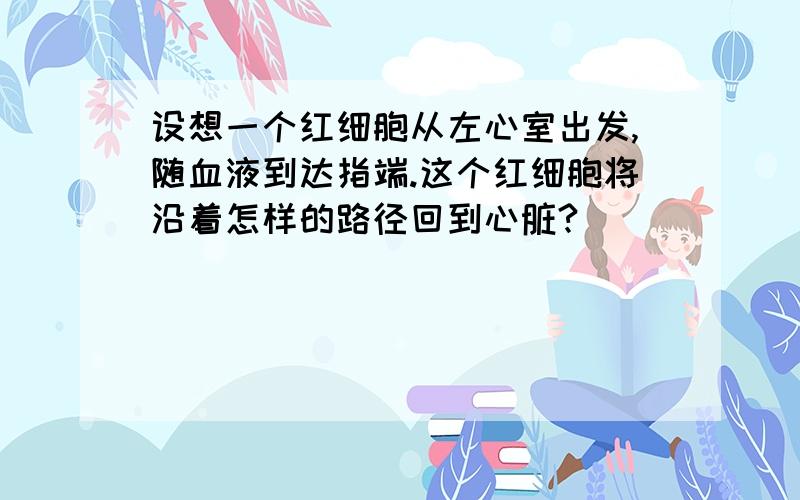 设想一个红细胞从左心室出发,随血液到达指端.这个红细胞将沿着怎样的路径回到心脏?