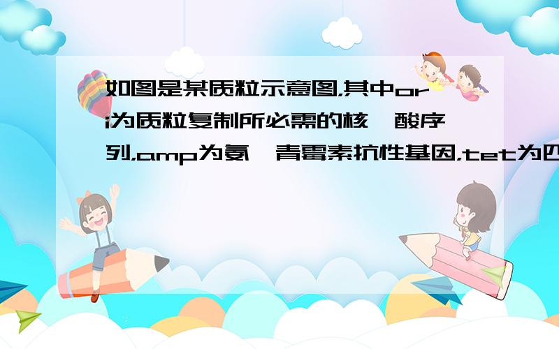 如图是某质粒示意图，其中ori为质粒复制所必需的核苷酸序列，amp为氨苄青霉素抗性基因，tet为四环素抗性基因，箭头表示