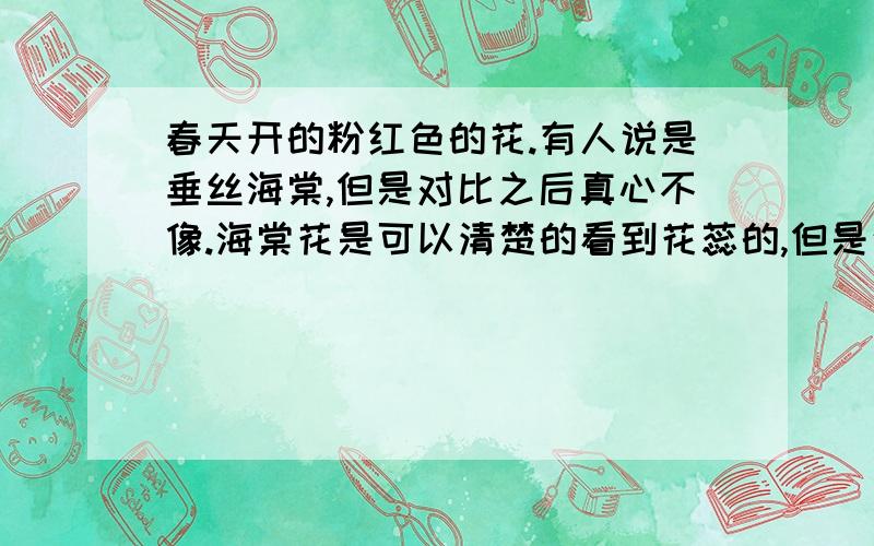 春天开的粉红色的花.有人说是垂丝海棠,但是对比之后真心不像.海棠花是可以清楚的看到花蕊的,但是这个不行.就是这个时候,这