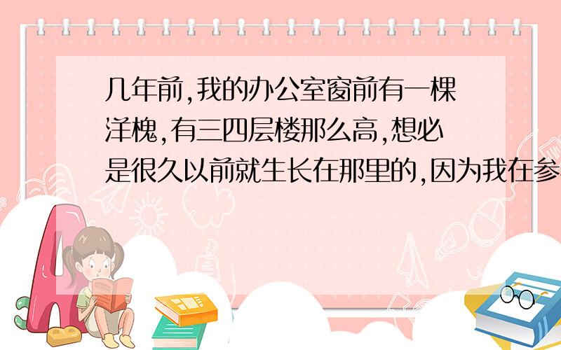 几年前,我的办公室窗前有一棵洋槐,有三四层楼那么高,想必是很久以前就生长在那里的,因为我在参与办公楼竣工验收时就发现那棵