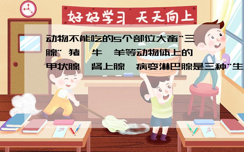 动物不能吃的5个部位大畜“三腺” 猪、牛、羊等动物体上的甲状腺、肾上腺、病变淋巴腺是三种“生理性有害器官”. 羊“悬筋”