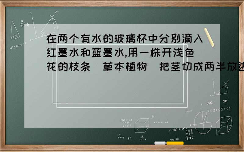 在两个有水的玻璃杯中分别滴入红墨水和蓝墨水,用一株开浅色花的枝条（草本植物）把茎切成两半放进杯子里