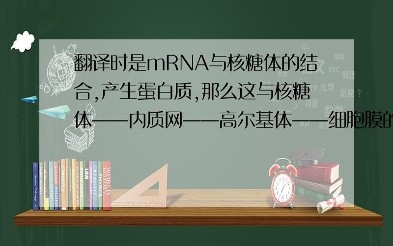 翻译时是mRNA与核糖体的结合,产生蛋白质,那么这与核糖体——内质网——高尔基体——细胞膜的阶段有什么