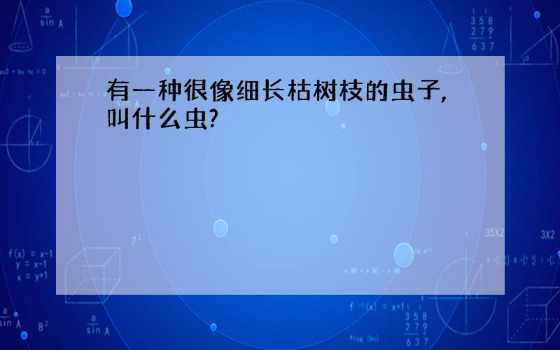 有一种很像细长枯树枝的虫子,叫什么虫?