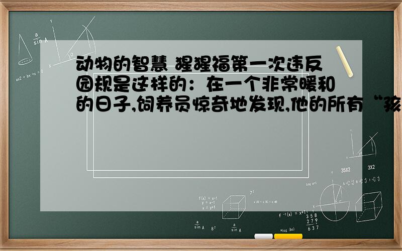 动物的智慧 猩猩福第一次违反园规是这样的：在一个非常暖和的日子,饲养员惊奇地发现,他的所有“孩子”——动物园的猩猩们——