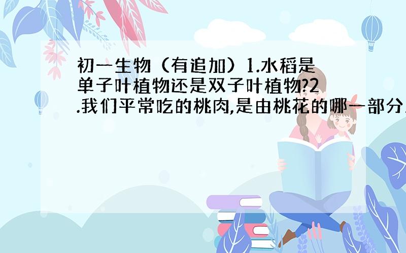 初一生物（有追加）1.水稻是单子叶植物还是双子叶植物?2.我们平常吃的桃肉,是由桃花的哪一部分发育而来的（）A.子房壁