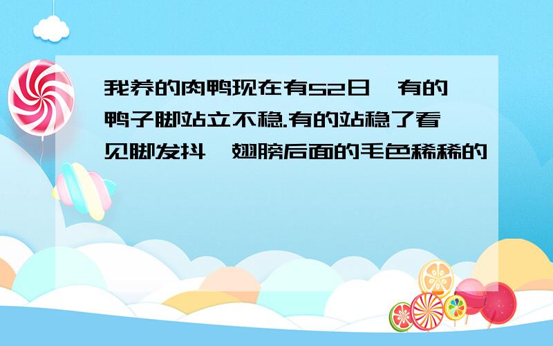 我养的肉鸭现在有52日,有的鸭子脚站立不稳.有的站稳了看见脚发抖,翅膀后面的毛色稀稀的