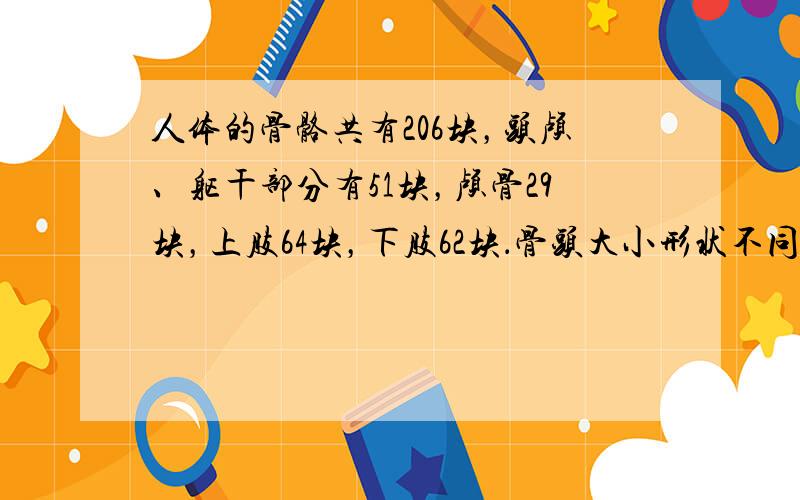 人体的骨骼共有206块，头颅、躯干部分有51块，颅骨29块，上肢64块，下肢62块．骨头大小形状不同，功能也有所不同，