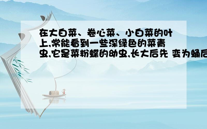 在大白菜、卷心菜、小白菜的叶上,常能看到一些深绿色的菜青虫,它是菜粉蝶的幼虫,长大后先 变为蛹后羽化为菜粉蝶.大白菜、卷